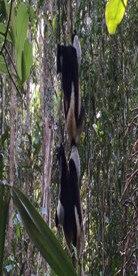 Andasibe, Analamazaotra reserve