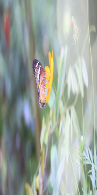 Siem Reap , Banteay Srey Butterfly Centre