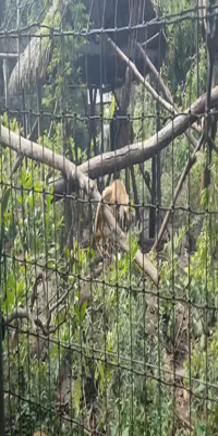 Belmopan, Belize Zoo