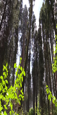 Redwoods National Park, Big Tree hike