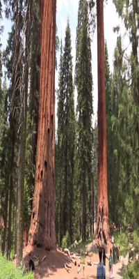 Redwoods National Park, Big Tree hike