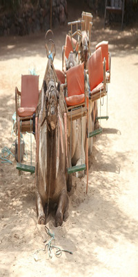 Kutch, Camel Ride Through The Desert 