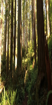Redwoods National Park, Damnation Creek Trail