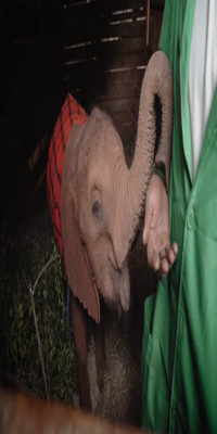 Nairobi, David Sheldrick Elephant Orphanage 