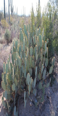 Saguaro National Park, Desert Discovery Nature Trail