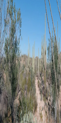 Saguaro National Park, Desert Ecology Trail