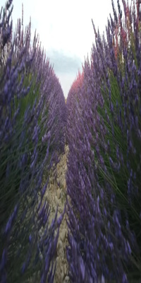 	Aix-en-Provence, Digne les Bains Lavender Fields 
