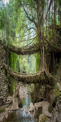 Cherrapunji , Double Decker Living Root Bridge