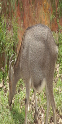 Munnar, Wildlife Safari