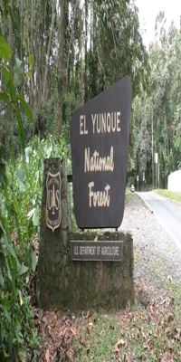 El Yunque, El Yunque National Forest