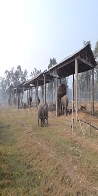 Chitwan, Elephant Breeding Center