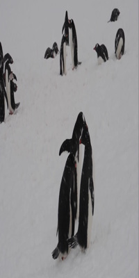 Antartica, Gentoo Penguin Colony
