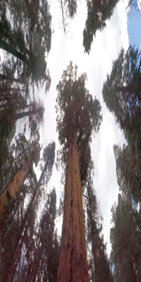 Sequoia National Park, Giant Forest