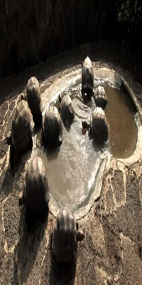San Cristobal, Giant Tortoise Breeding Center 