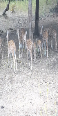 Gujarat, Gir Jungle Trail Safari
