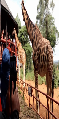 Nairobi, Giraffe Centre