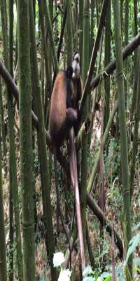 Musanze, Golden Monkey Visit