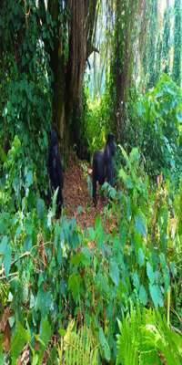 Musanze, Gorilla Trekking