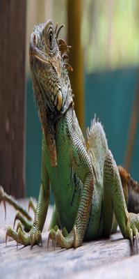 Belize , Green Iguana Conservation Project