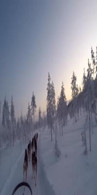 Rovaniemi, Husky Sledding