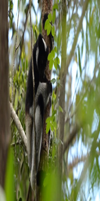 Andasibe, Indri Indri