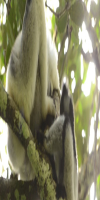 Andasibe, Indri Indri