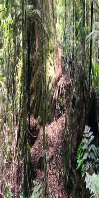 Puketi forest, Kauri walk 