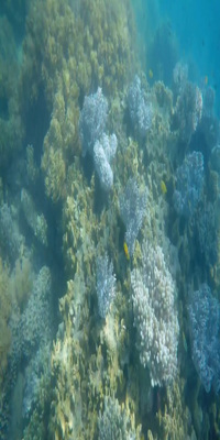 Great Barrier Reef, Low Isles