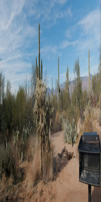 Saguaro National Park, Mica View Trail