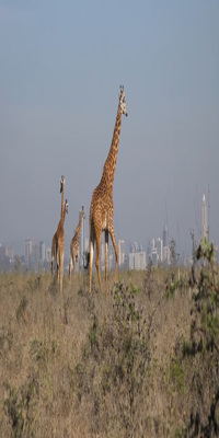 Nairobi, Nairobi National Park