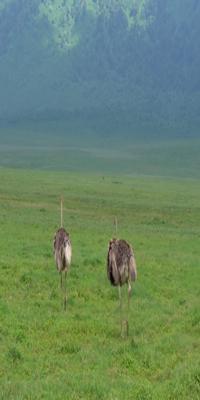 Arusha, Ngorongoro Crater