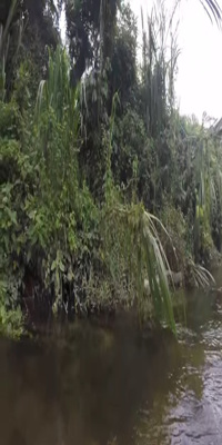 Palomino, Palomino rivers