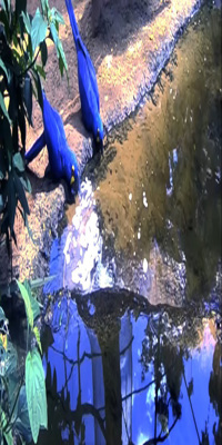 Iguacu, Parque das Aves