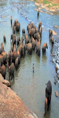 Kandy, Pinnawala Elephant Orphanage