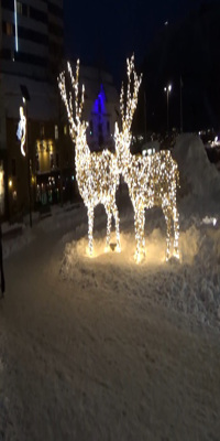 Tromso , Reindeer Sledding