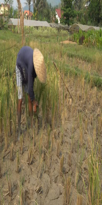 Luang Prabang, Rice Farming Experience