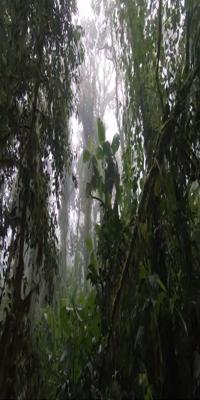 Monteverde region, Santa Elena
