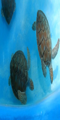 Cayo Largo, Sea Turtle Hatchery