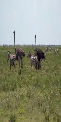 Arusha, Serengeti National Park