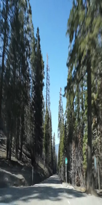 Sequoia National Park,  Sierra Nevada