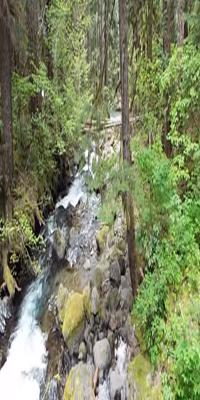 Mount Rainier National Park,  Silver Forest Trail