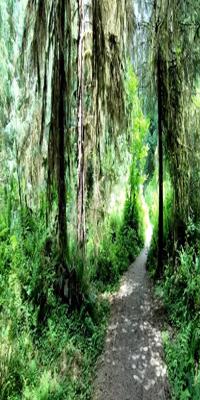 Hoh Rianforest, Spruce Nature Trail