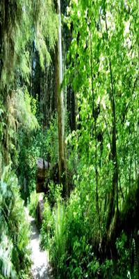 Hoh Rianforest, Spruce Nature Trail