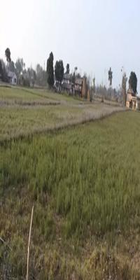 Chitwan, Tharu village