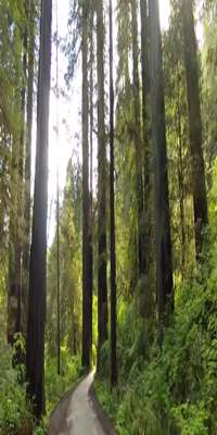 	Florence, The Redwoods