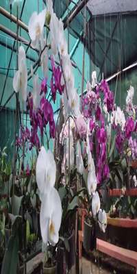 Bhalukpong, Tipi Orchidarium