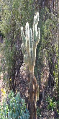 Saguaro National Park, Valley View Overlook Trail