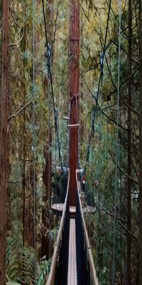 Rotorua, Whakarewarewa forest