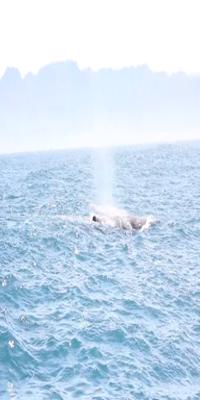 	Kaikoura, Whale & Dolphin Cruises