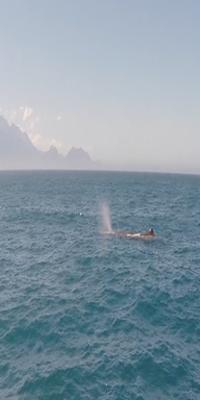 	Kaikoura, Whale & Dolphin Cruises